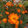 Cosmos Sulfureux_Orange/Jaune