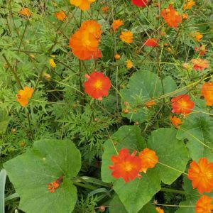 Cosmos Sulfureux_Orange/Jaune – Image 2
